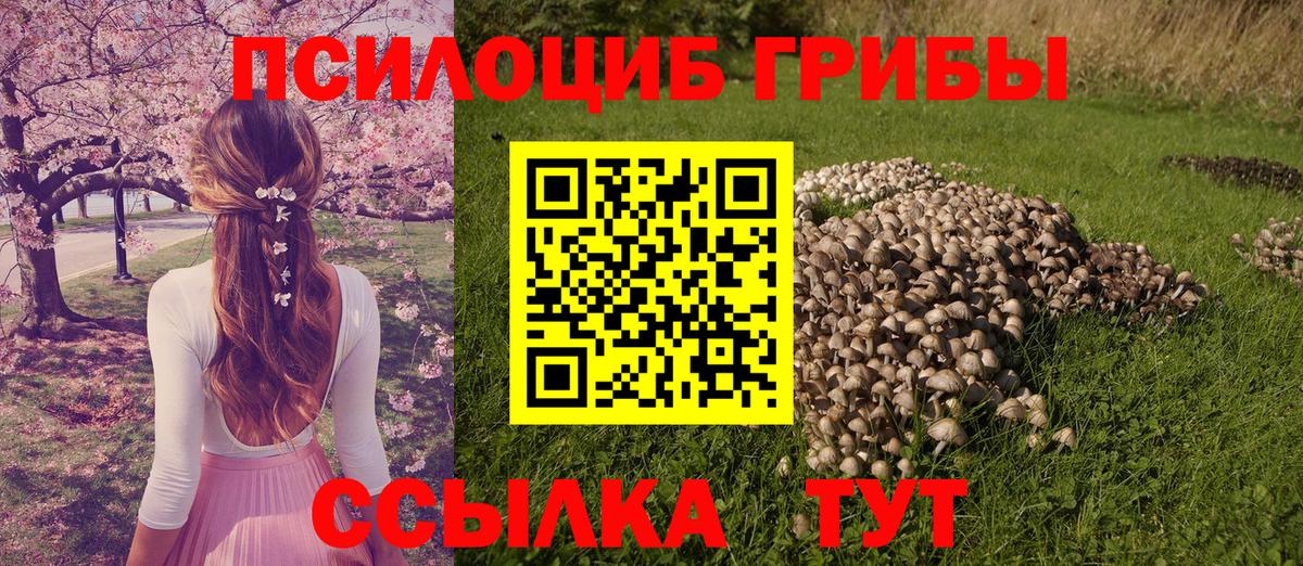 Осинники  Псилоцибиновые грибы Psilocybine cubensis  как найти закладки  Вход с VPN 
